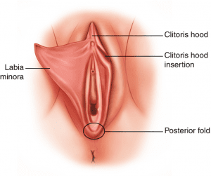 labiaplasty anatomy