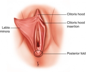 labiaplasty anatomy