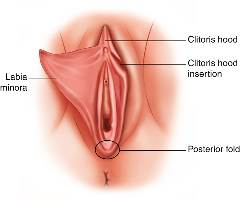 Anatomy of the female genitalia 