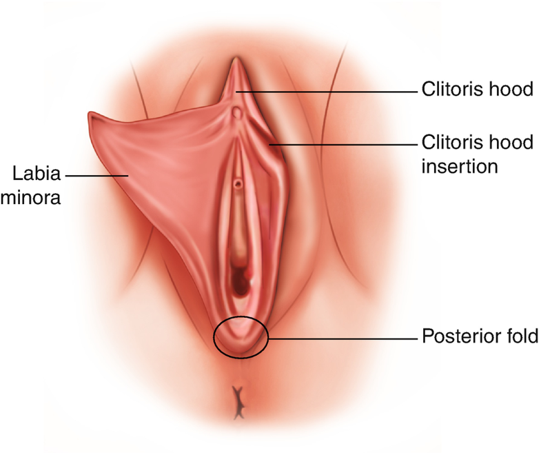 The Clitoris Female Anatomy