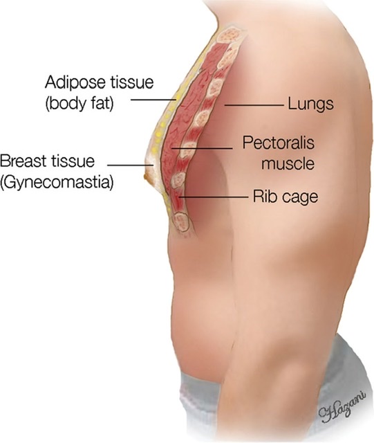 male breast anatomy