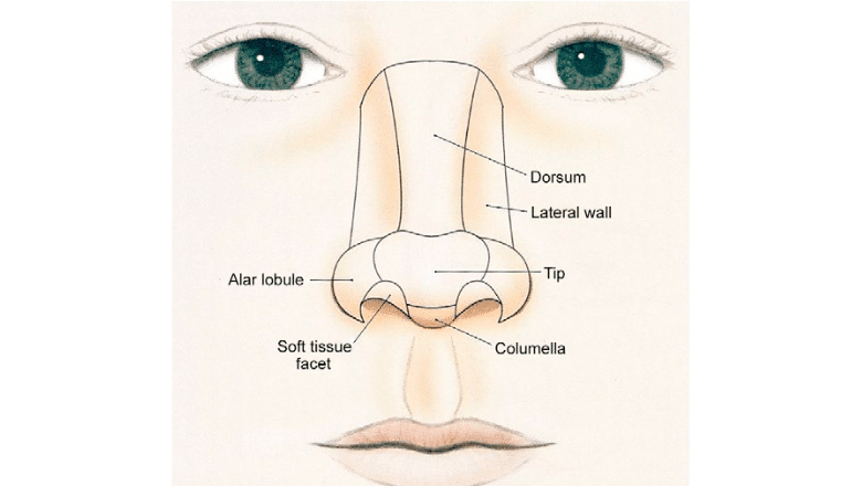 different parts of the nose