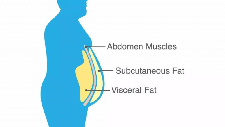 visceral-vs-subcutaneous-fat
