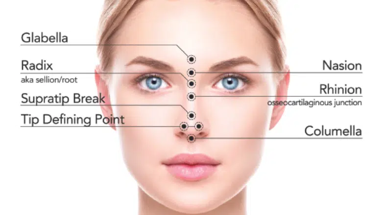 nose surface anatomy